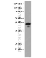 ING2 Monoclonal antibody 66512-1-Ig proteintech