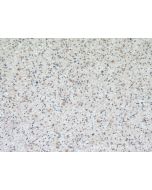 SMAD1 Monoclonal antibody, PBS Only 66559-1-PBS proteintech