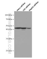 Adiponectin receptor 1 Monoclonal antibody, PBS Only 66619-1-PBS proteintech