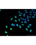 KAP1 Monoclonal antibody 66630-1-Ig proteintech