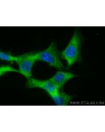 STK3/MST2 Monoclonal antibody, PBS Only 66637-1-PBS proteintech