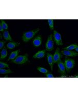 TOMM40 Monoclonal antibody, PBS Only 66658-1-PBS proteintech