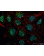 EHMT2 Monoclonal antibody, PBS Only 66689-1-PBS proteintech