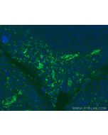 CD16 Monoclonal antibody, PBS Only 66779-1-PBS proteintech