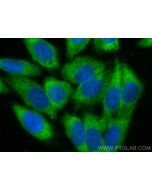 HSPA1L Monoclonal antibody, PBS Only 66780-1-PBS proteintech