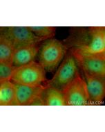 MBNL1 Monoclonal antibody 66837-1-Ig proteintech