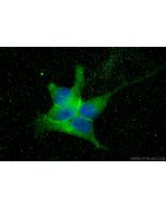 SPON2 Monoclonal antibody, PBS Only 66859-1-PBS proteintech