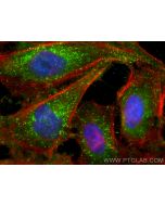 KPNA2 Monoclonal antibody, PBS Only 66870-1-PBS proteintech