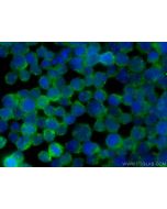 DMXL2 Monoclonal antibody, PBS Only 66891-2-PBS proteintech