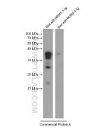 Protein A Monoclonal antibody, PBS Only 66945-1-PBS proteintech