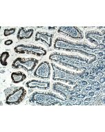 NOTUM Monoclonal antibody 66956-1-Ig proteintech