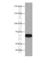 TRAF5 Monoclonal antibody 66991-1-Ig proteintech