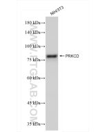 PKC Delta Recombinant monoclonal antibody Proteintech  84261-5-RR