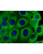 SPINT1/HAI-1 Monoclonal antibody, PBS Only 67031-1-PBS proteintech