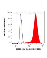 Cyclin H Monoclonal antibody, PBS Only 67065-1-PBS proteintech