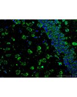 APBB1 Monoclonal antibody 67077-1-Ig proteintech