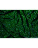 Alpha Sarcoglycan Monoclonal antibody, PBS Only 67078-1-PBS proteintech