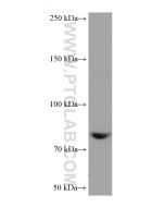 PKC Delta Monoclonal antibody 67113-1-Ig proteintech