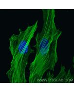 Filamin A Monoclonal antibody, PBS Only 67133-1-PBS proteintech