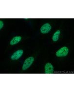 SUMO2/3 Monoclonal antibody, PBS Only 67154-1-PBS proteintech
