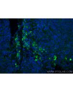 DEFA1 Monoclonal antibody 67156-1-Ig proteintech