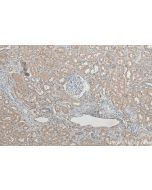 YES1 Monoclonal antibody 67196-1-Ig proteintech