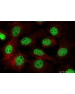 PROX1 Monoclonal antibody, PBS Only 67438-1-PBS proteintech