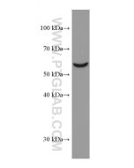 OMA1 Monoclonal antibody 67449-1-Ig proteintech