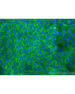 ATP1B3 Monoclonal antibody, PBS Only 67554-1-PBS proteintech