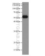 Bovine IgG Monoclonal antibody 67615-1-Ig proteintech