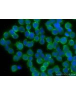 HDAC10 Monoclonal antibody, PBS Only 67646-1-PBS proteintech
