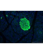 Mouse Ins1 Monoclonal antibody, PBS Only 67668-1-PBS proteintech