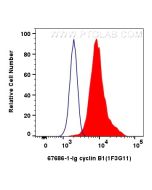 cyclin B1 Monoclonal antibody 67686-1-Ig proteintech