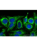TRAP1 Monoclonal antibody, PBS Only 67693-1-PBS proteintech