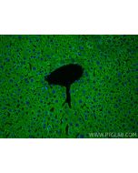 DLD Monoclonal antibody, PBS Only 67702-1-PBS proteintech