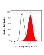 EIF3L Monoclonal antibody, PBS Only 67719-1-PBS proteintech