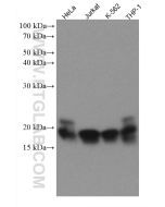 TNFAIP8 Monoclonal antibody 67737-1-Ig proteintech