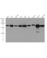 GALE Monoclonal antibody 67772-1-Ig proteintech
