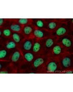 ANKRD1 Monoclonal antibody, PBS Only 67775-1-PBS proteintech
