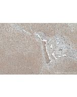 HBB Monoclonal antibody, PBS Only 67899-1-PBS proteintech