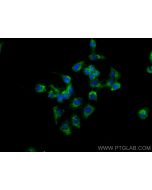 PTPN9 Monoclonal antibody 67931-1-Ig proteintech