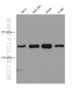 ACF1 Monoclonal antibody 67947-1-Ig proteintech