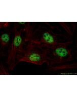 BCAS2 Monoclonal antibody, PBS Only 68003-1-PBS proteintech