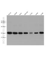 HSPB11 Monoclonal antibody, PBS Only 68059-1-PBS proteintech