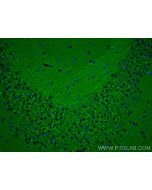 NSF Monoclonal antibody, PBS Only 68061-1-PBS proteintech