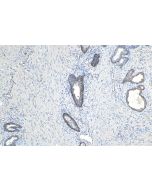 BNIP3L Monoclonal antibody, PBS Only 68118-1-PBS proteintech