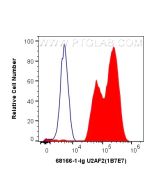 U2AF2/U2AF65 Monoclonal antibody 68166-1-Ig proteintech