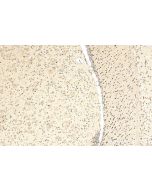HMGB2 Monoclonal antibody, PBS Only 68185-1-PBS proteintech