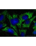 BDH2 Monoclonal antibody 68279-1-Ig proteintech