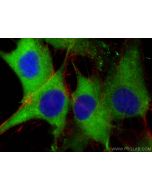 DYNLT1 Monoclonal antibody, PBS Only 68312-1-PBS proteintech